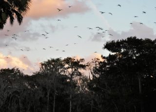 Flock Of Ibis Flying Home To Silver Springs State Park
