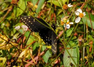 Butterfly Pollinating Wildflowers At Sweetwater Wetlands