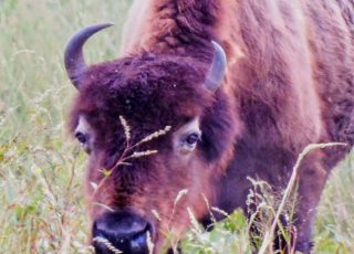 Bison Grazes At La Chua Trail At Paynes Prairie