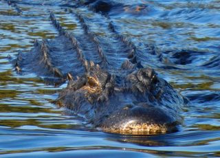Gator Smiles And Shows Off His Osteoderms Swimming At La Chua