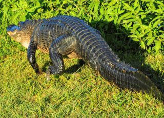 Alligator Takes A Walk Sunning At LaChua Trail
