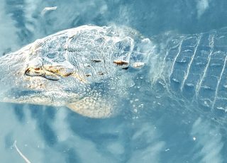 Giant Gator Underwater Near Paynes Prairie Observation Boardwalk