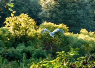 Great Blue Heron Flying At Paynes Prairie