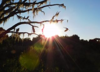 Limpkin Flies Into The Sunset At Paynes Prairie