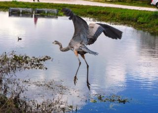 Great Blue Heron Cleared For Takeoff At Lake Apopka Wildlife Drive