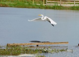 Egret Flies High While Gator Swims At Lake Apopka