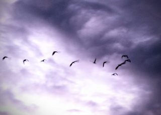 Ibis Flying Home On A Cloudy Evening