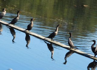 Comorants Lined Up On A Wall At Sweetwater Wetlands
