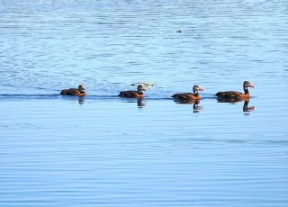 Getting Ducks In A Row At Sweetwater Wetlands
