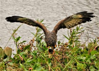 Snail Kite Spreads Wings While Eating A Snail