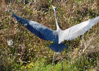 Great Blue Heron Spreads His Wings At Sweetwater Wetlands