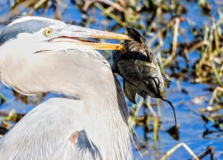 Great Blue Heron With A Mouthful Of Catfish