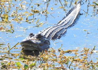 Gator Sunning In The Water At Sweetwater Wetlands