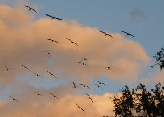 Flock of Ibis Flying Home To Silver Springs