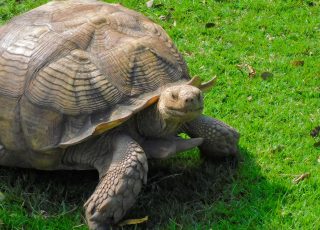 Giant Tortoise At Hacienda Campo Rico, PR