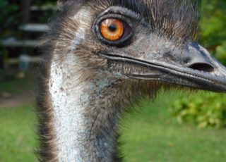 Eye to Eye with Emu in Carolina, Puerto Rico