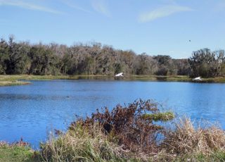 Panoramic View Of Ibis Flying Over Alachua Sink
