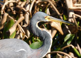 Tri-Color Heron On The Hunt At LaChua Trail