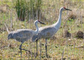 Sandhill Cranes Exploring Paynes Prairie