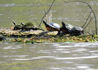 Turtles Sunning On A Log At Silver Springs