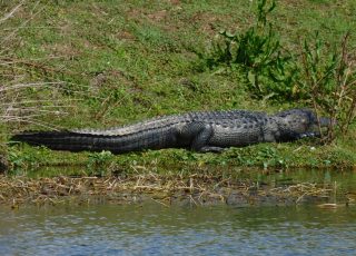 Alligator Stretched Out Along A Pond At Sweetwater Wetlands