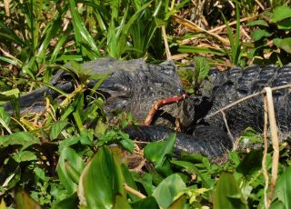 Silver Springs Gator Peeks Out Through Vegetation
