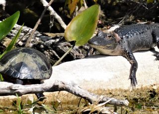 Young Gator Shares A Log With A Turtle At Silver Springs