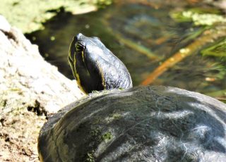 Turtles Looks Out Of Shell While Sunning On A Log