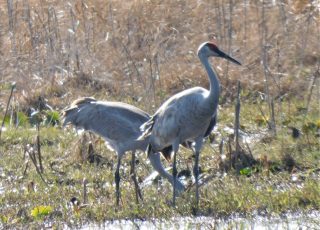 Sand Hill Cranes Pecking For Food Along US 441