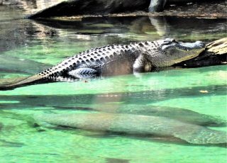 Alligator and Manatees Coexisting At Blue Springs State Park