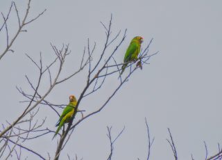 Puerto Rican Parrots In A Tree, El Yunque NP, PR