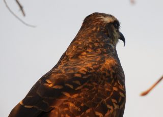 Hawk Looking For Prey At Paynes Prairie