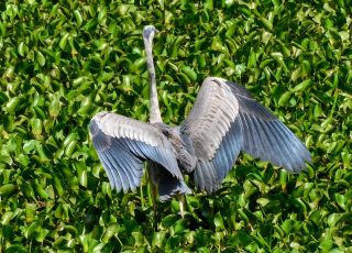 Great Blue Heron Shows Off His Wing Span