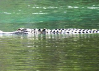Gator Swimming Downstream At Silver Springs State Park