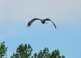 Hawk Flying Looking For Prey At La Chua Trail