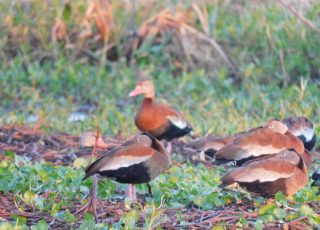 Flock Of Whistling Ducks On La Chua Trail