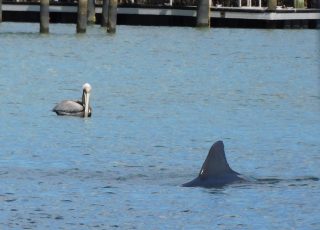 Pelican Watches As Dolphin Swims By, At Ponce Inlet