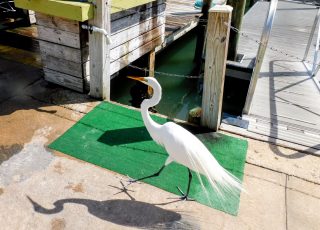 Egret Takes A Walk Along a Dock