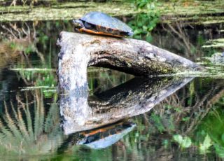 Turtle Resting On A Log Makes A Perfect Reflection