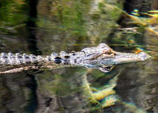 Young Alligator Reflected Swimming At Silver Springs