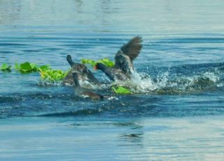 Young Moorehens Splash And Play At Lake Apopka North Shore