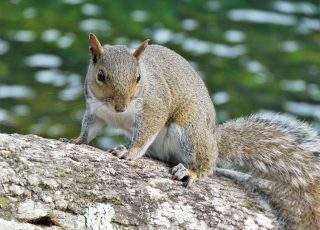 Squirrel Nibbling On Silver Springs’ Horseshoe Palm Tree