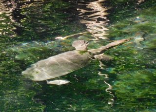 Soft Shell Turtle Swimming Underwater At Silver Springs State Park