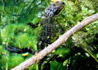 Young Gator Swimming With Head Above Water