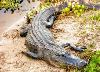 La Chua Trail Gator Lying A-‘Round’ At Paynes Prairie