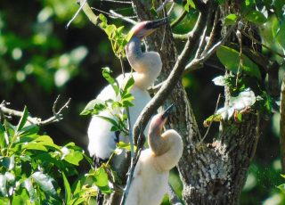 Almost-Newborn Anhinga Chicks In The Nest At Silver Springs