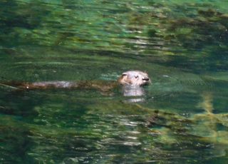 Otters Playing At Silver Springs State Park