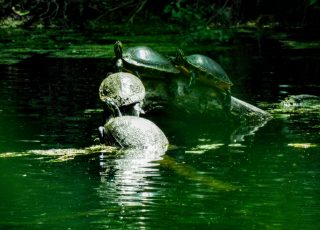 4 Turtles Go Face-to-Face At Silver Springs