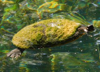 Silver Springs Turtle Swimming With A Nice Coat Of Algae