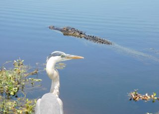Gator Has Plans For Lunch, But Heron Has Other Ideas